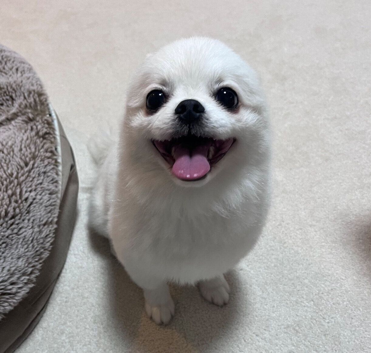 ニコッと笑うましゅくん