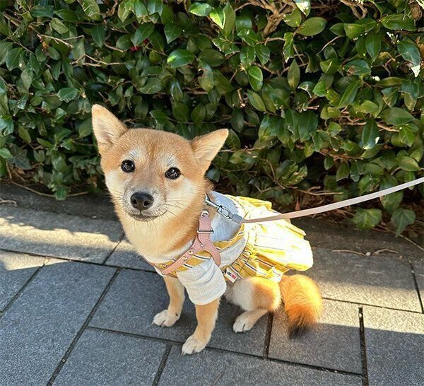 散歩するお茶子ちゃん