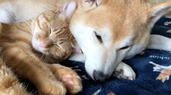 いつも一緒にいたい柴犬と茶トラ猫