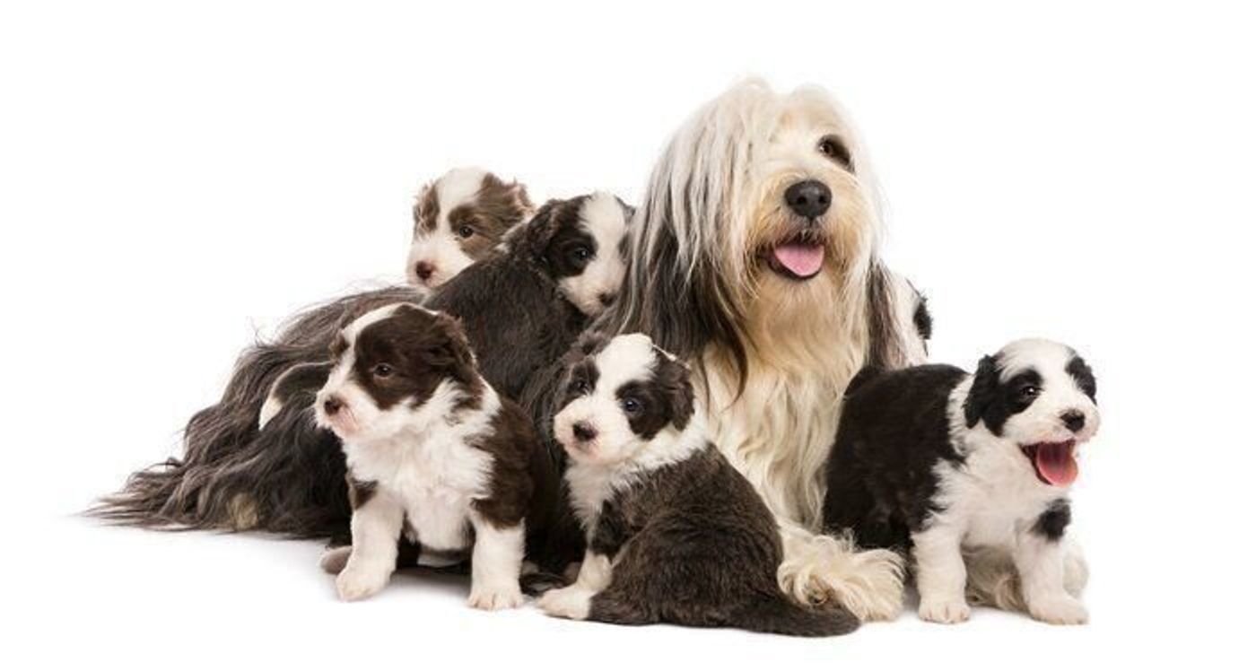 ビアデッド コリーの特徴 性格 最新価格と飼い方 いぬのきもち 犬図鑑 いぬのきもちweb Magazine ビアデッド コリーの特徴 性格 最新価格と飼い方 いぬのきもち 犬図鑑 いぬのきもちweb Magazine