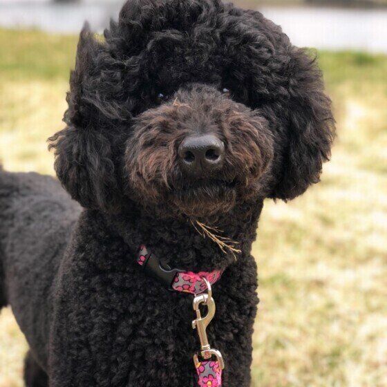 お散歩するスタンダード・プードル