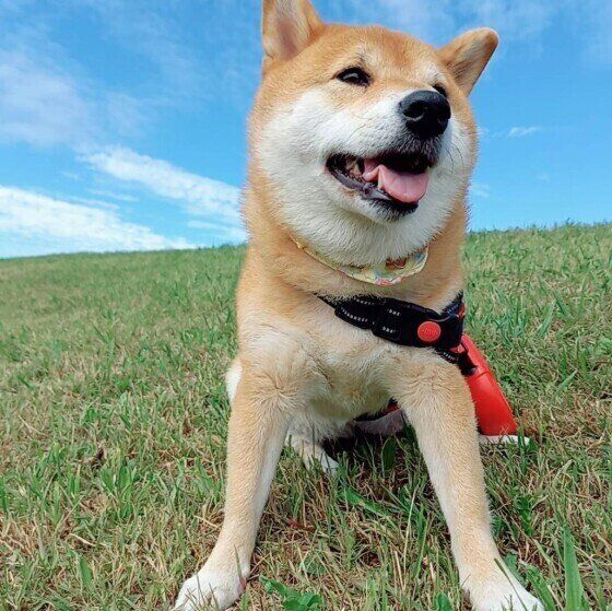 天候や気圧の変化で「気象病」になりやすい犬の傾向とお世話の仕方 いぬのきもち