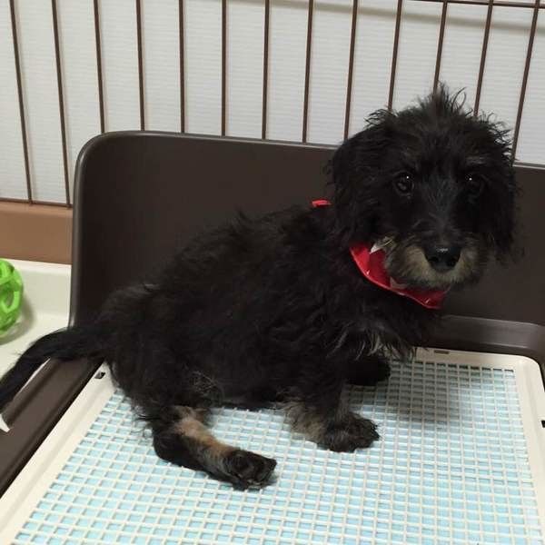 愛犬のおねしょ うれション トイレの困りごと４つ いぬのきもちweb Magazine