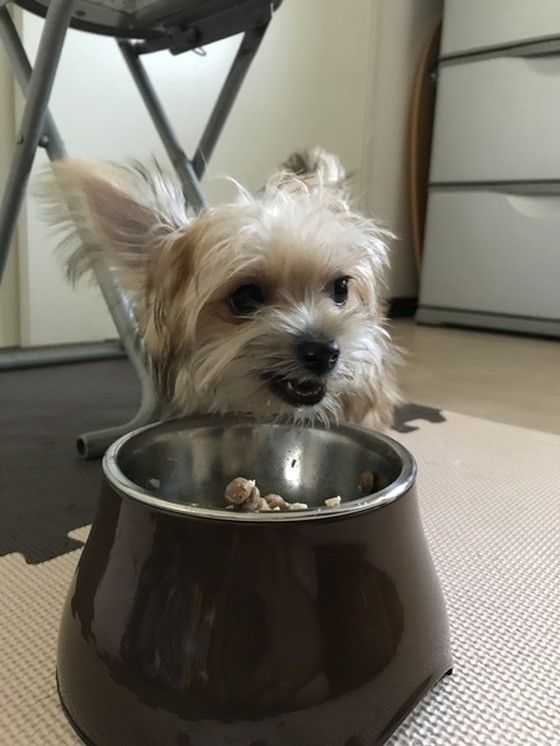 ご飯を食べるミックス犬