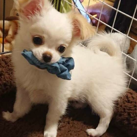 おもちゃをくわえるチワワ