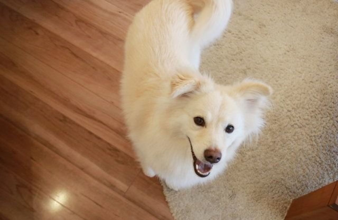 大吉に浮かぶ先代犬 富士丸の面影 穴澤賢の犬のはなし いぬのきもちweb Magazine 大吉に浮かぶ先代犬 富士丸の面影 穴澤賢の犬のはなし いぬのきもちweb Magazine