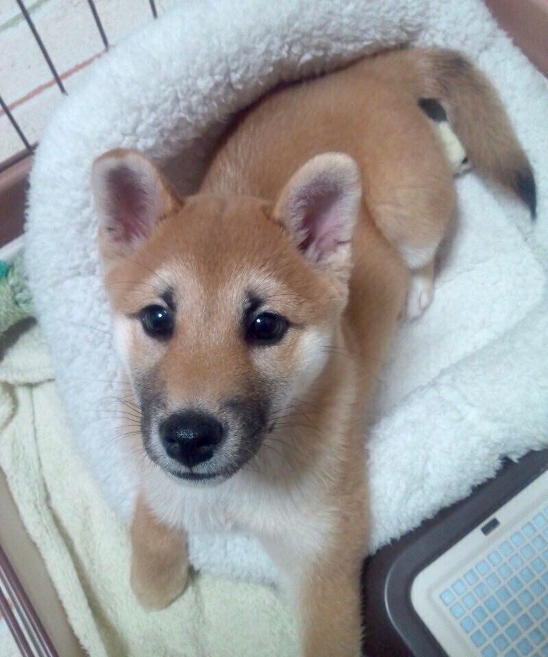 子犬時代のまるちゃん