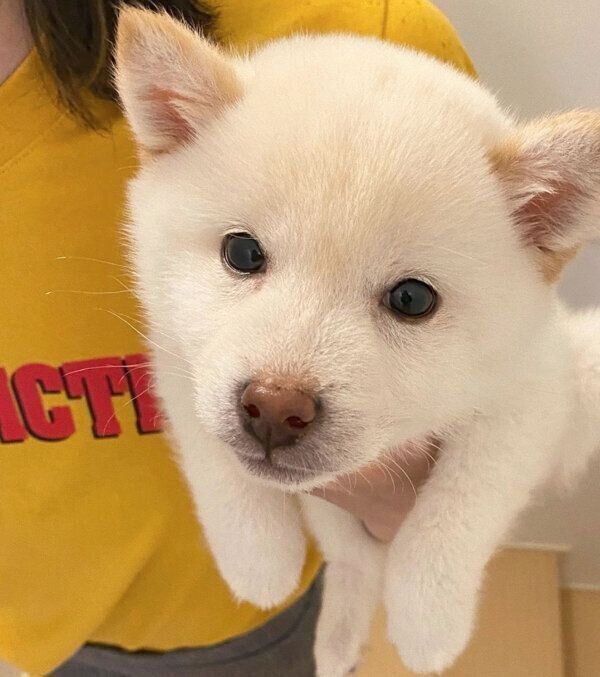 子犬時代のむぎちゃん