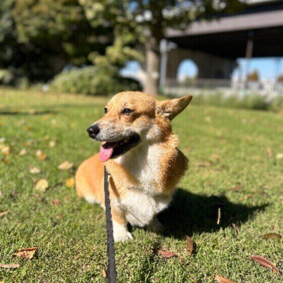 犬の散歩は何のために行く？ 散歩をする目的4つ いぬのきもち