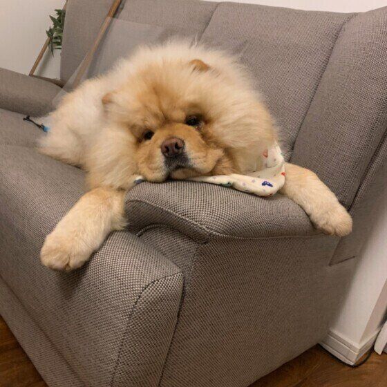 リラックスしているチャウ・チャウ