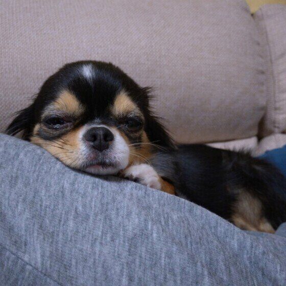 冬に多く見かける犬に危険な3つの植物 犬が中毒を起こさないためにできることは？ いぬのきもち