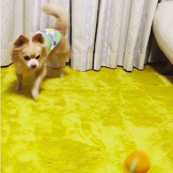 ボールさばきが上手なワンコ