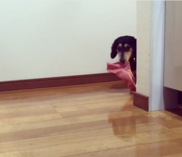 靴下が大好きな犬