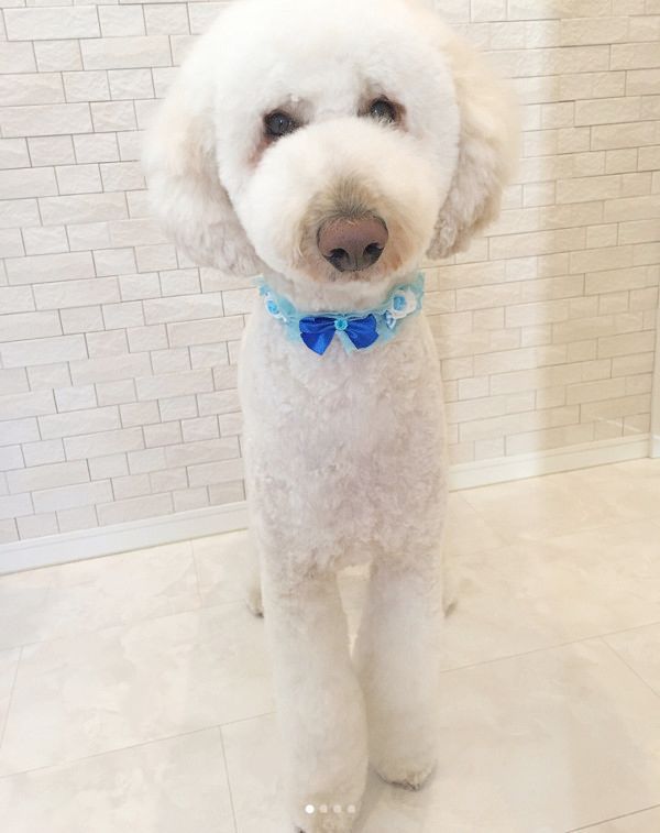 座り方が独特なスタンダードプードル