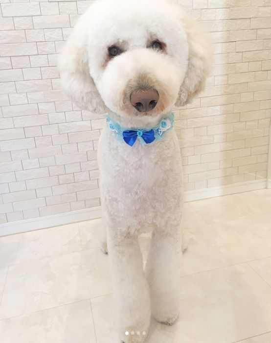 座り方が独特なスタンダードプードル