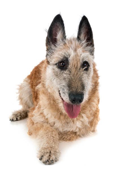 ベルジアン・シェパード・ドッグ・ラケノア