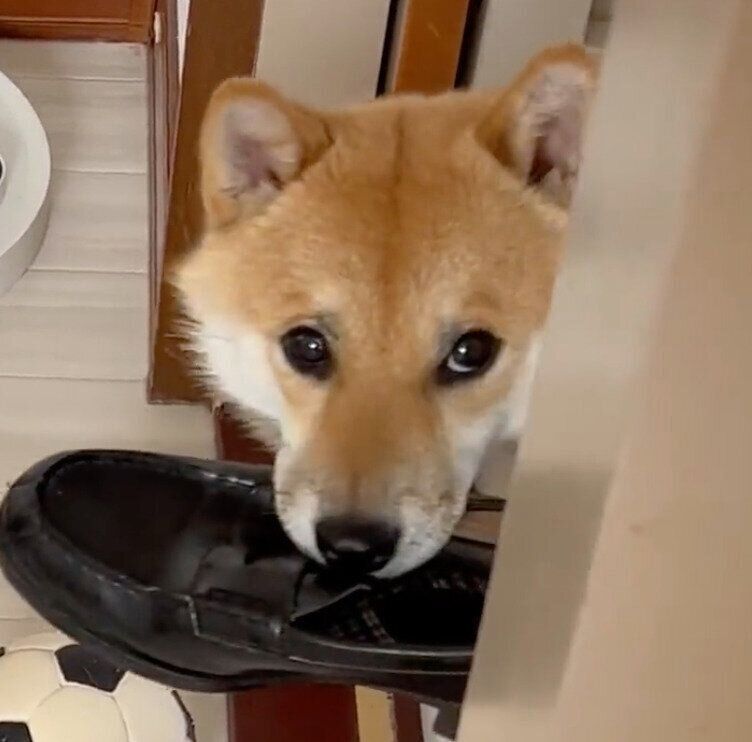 ローファーをくわえるふう太くん