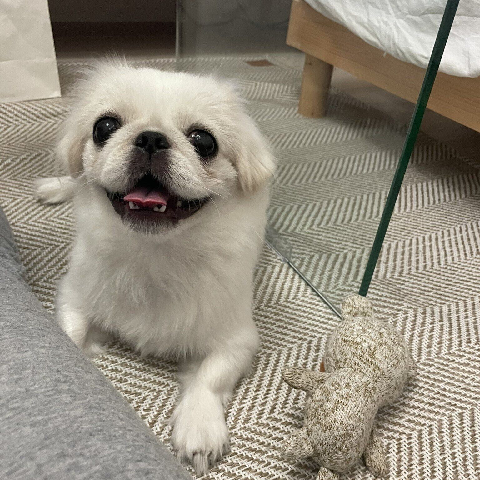 ニコニコ“笑顔”のうにちゃん　幸せに暮らしている様子が伝わってくる