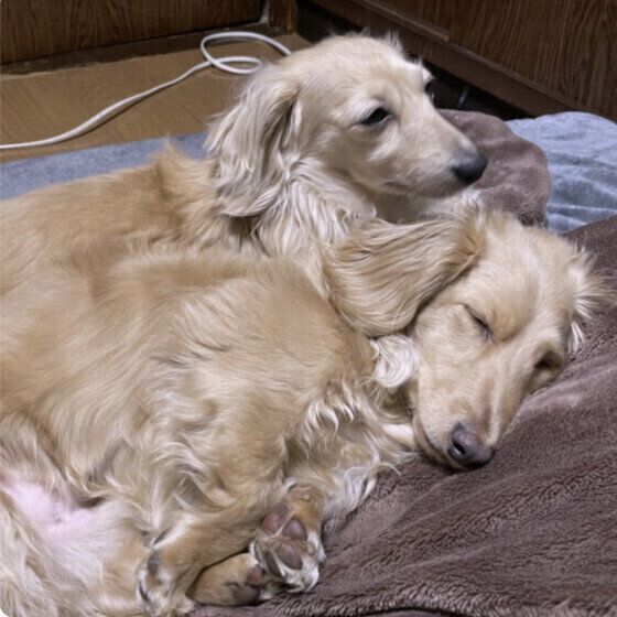 一緒に寝るカニーンヘン・ダックスフンド