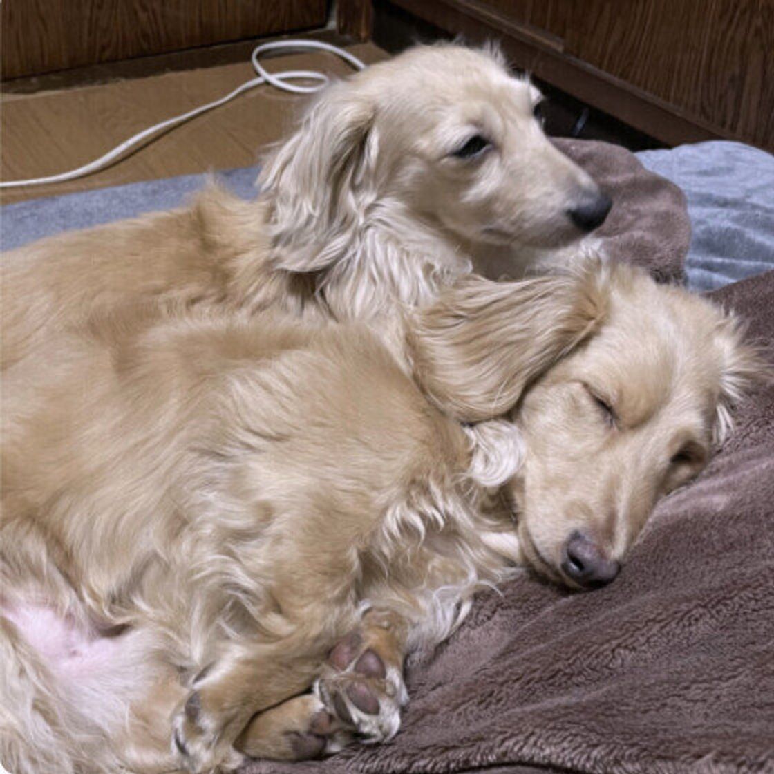 犬 くっつい て 寝る