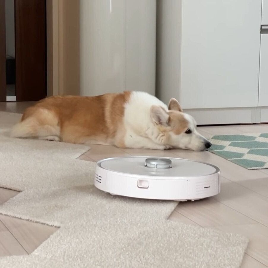 まだ避けようとしないノエちゃん