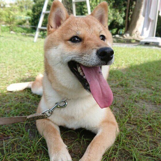 愛犬の体調不良、診察時に獣医師に伝えるとよいことは？ いぬのきもち