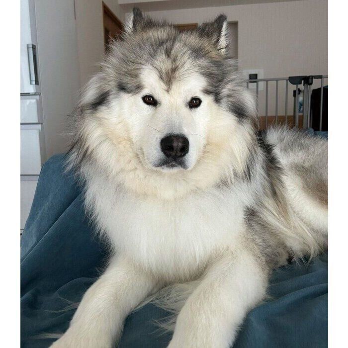 飼い主さんと目を合わせていないときのフブキくん。