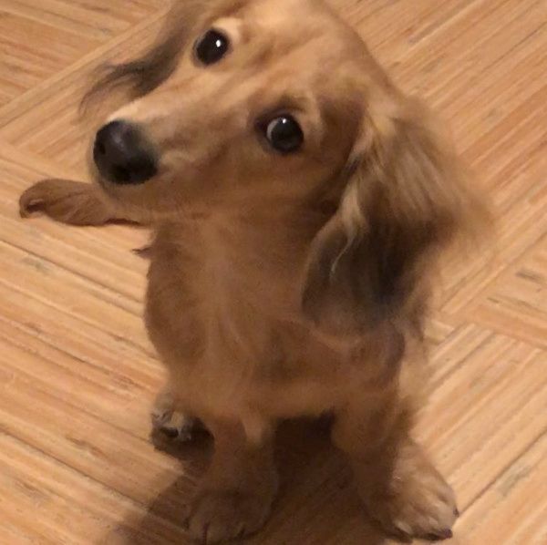 お手をしたいカニーンヘン・ダックスフンド