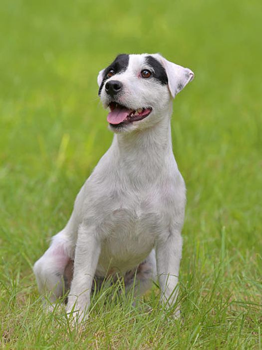 パーソン・ラッセル・テリア