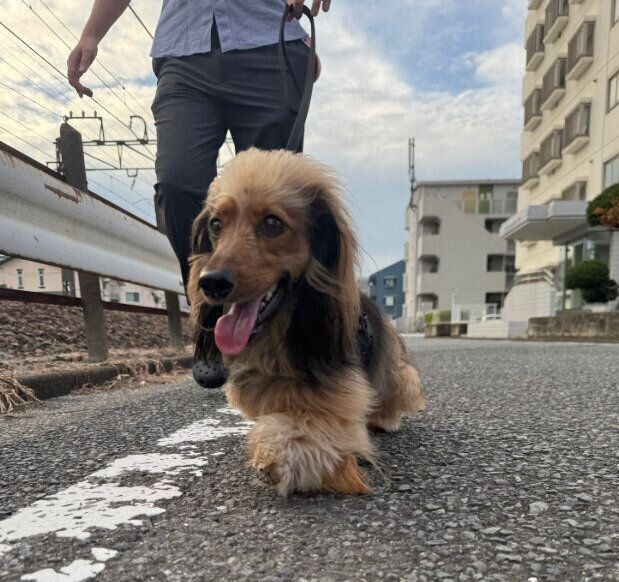 お散歩中の嬉しそうなおこげくん