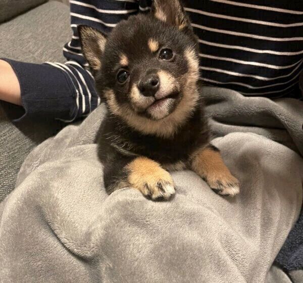 まったりするごまちゃん