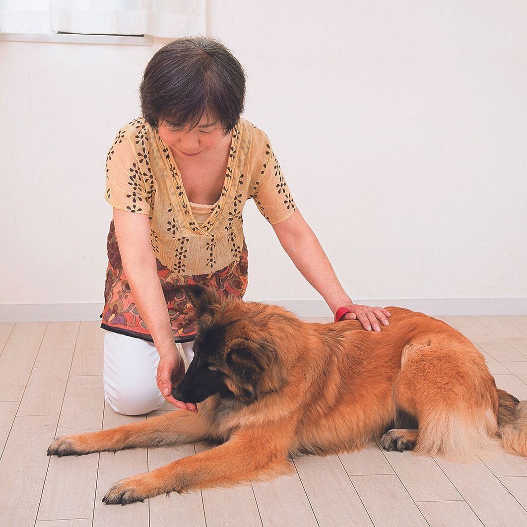 どんな犬にも絶対に教えておきたい フセ マッテ なぜ必要なの いぬのきもちweb Magazine