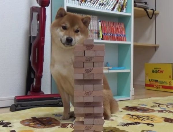 ジェンガに挑戦する柴犬