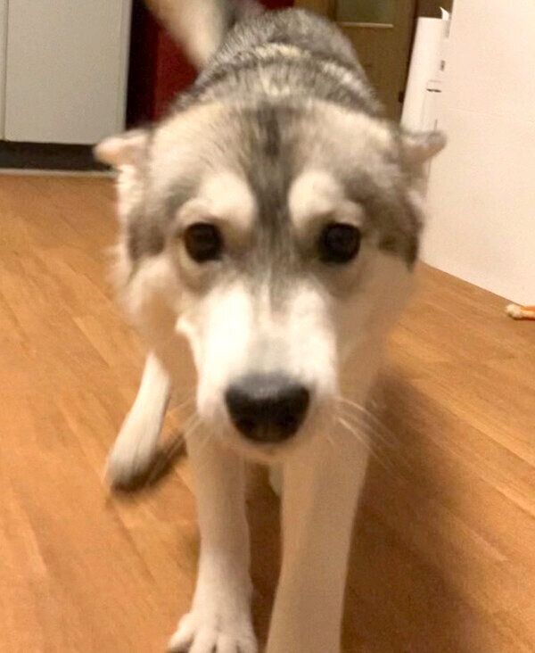 喜ぶみぞれちゃん