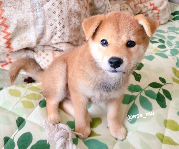 両耳が垂れていた頃の麦くん