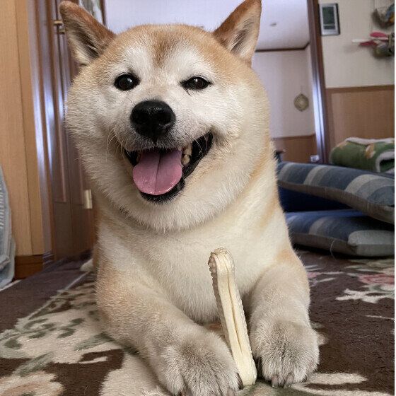 歯磨きガムを両足で抑える笑顔の柴犬