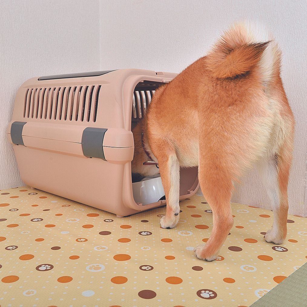 フードボウルを置く位置を少しずつ奥へ