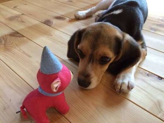 ぬいぐるみと子犬のビーグル