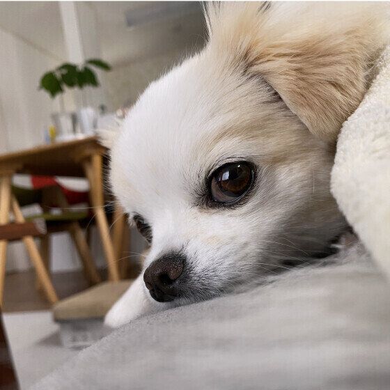 じっと見てる？ いぬのきもち