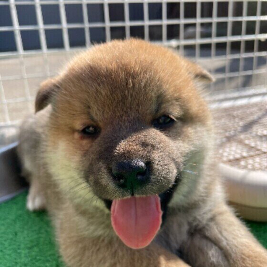 犬って 猫舌 なの 愛犬に温かい食べ物を与える際の注意点とは いぬのきもちweb Magazine 犬って 猫舌 なの 愛犬に温かい食べ物を与える際の注意点とは いぬのきもちweb Magazine