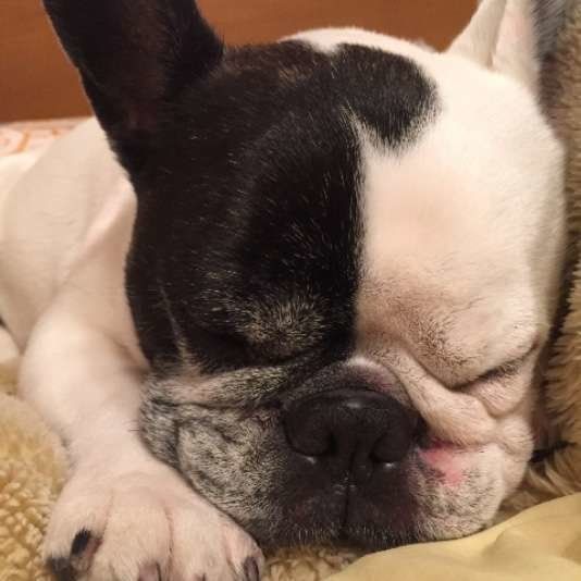 ぐっすり眠るフレンチ・ブルドッグ