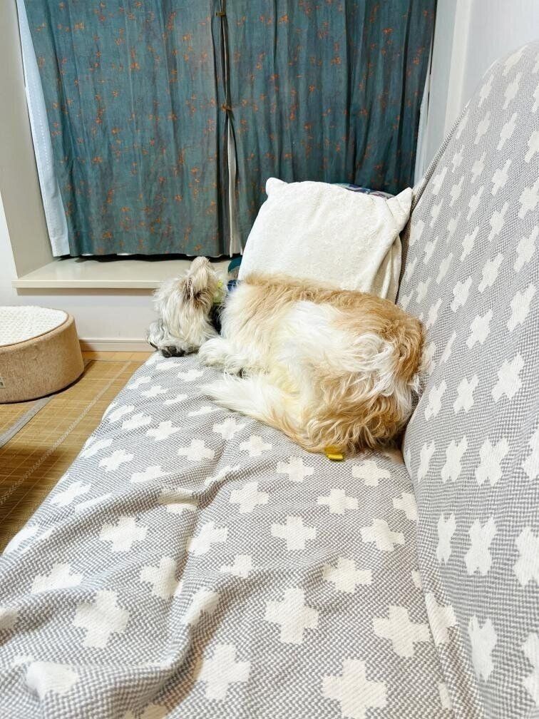 初めて家に来た日、バジルくんはリビングに入るなりソファに上がったとのだとか