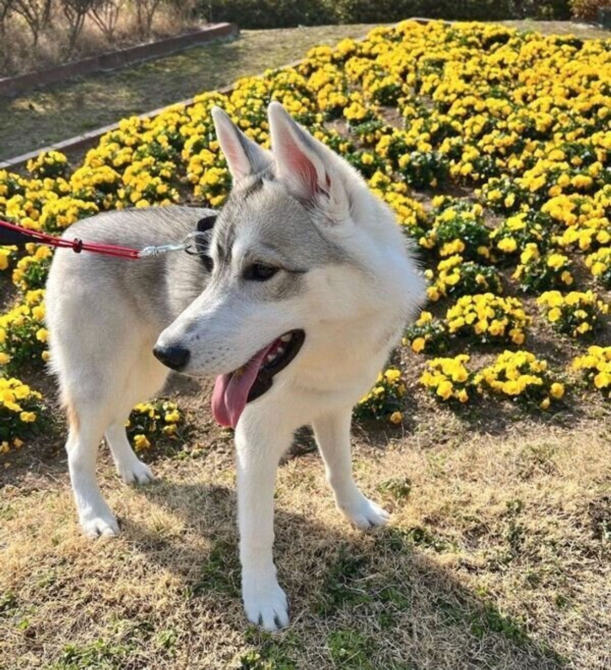 メガネ模様 がカワイイ生後3カ月のハスキーが半年後には 大人っぽい雰囲気に激変 いぬのきもちweb Magazine メガネ模様 がカワイイ生後3カ月のハスキーが半年後には 大人っぽい雰囲気に激変 いぬのきもちweb Magazine