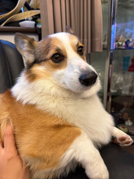 ウルウルの瞳がかわいいカイくん