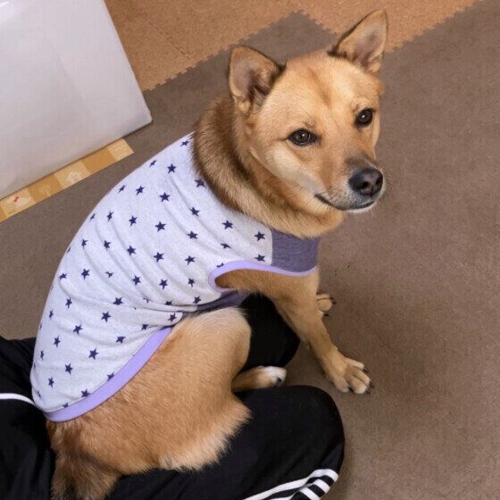 ひざにお尻を乗せる中型Mix犬