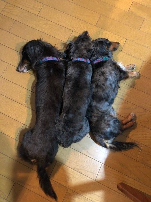 わざわざくっついて寝るほど仲良し!