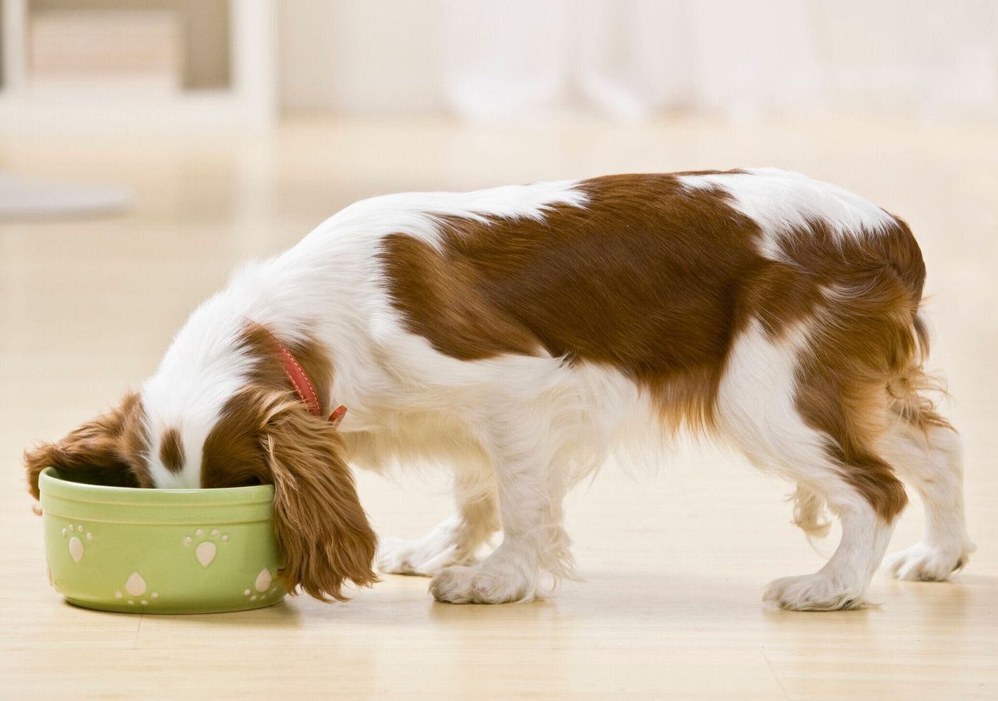 犬にエビは食べさせてはいけない えびの危険性や注意点についてご紹介 いぬのきもちweb Magazine 犬にエビは食べさせてはいけない えびの危険性や注意点についてご紹介 いぬのきもちweb Magazine