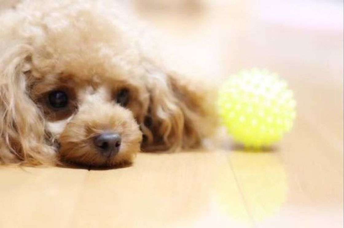 暑い日は無理せず室内遊びを 愛犬が夢中にボール遊びのやり方 いぬのきもちweb Magazine 暑い日は無理せず室内遊びを 愛犬が夢中にボール遊びのやり方 いぬのきもちweb Magazine