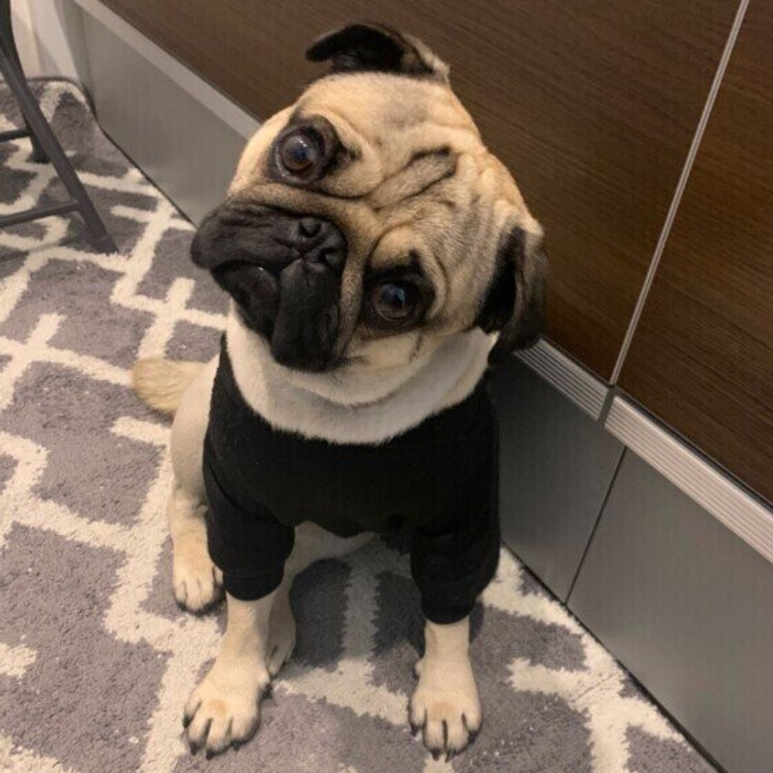 愛犬の甘え度は 信頼する相手にだけ見せる 甘えるしぐさ 5選 いぬのきもちweb Magazine 愛犬の甘え度は 信頼する相手にだけ見せる 甘えるしぐさ 5選 いぬのきもちweb Magazine