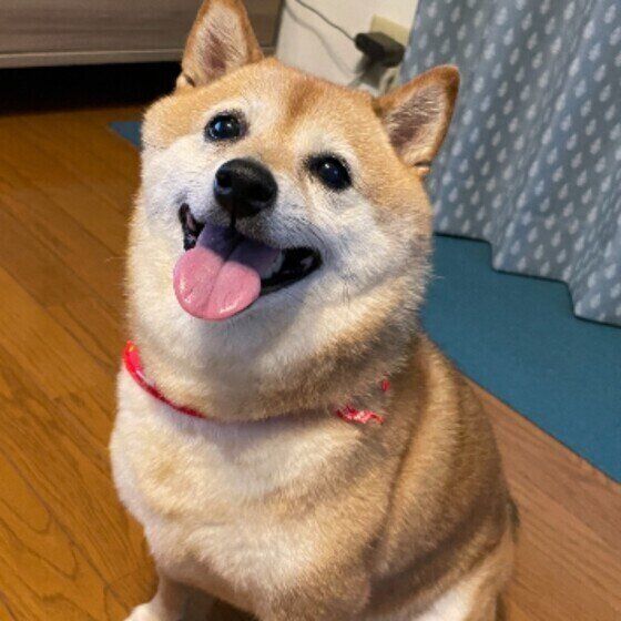 笑顔で見上げる柴犬